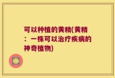 可以种植的黄精(黄精：一株可以治疗疾病的神奇植物)