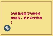 泸州黄精苗(泸州种植黄精苗，助力农业发展)