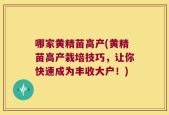 哪家黄精苗高产(黄精苗高产栽培技巧，让你快速成为丰收大户！)