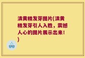 滇黄精发芽图片(滇黄精发芽引人入胜，震撼人心的图片展示出来！)