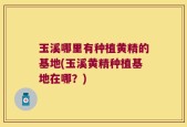 玉溪哪里有种植黄精的基地(玉溪黄精种植基地在哪？)