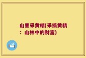 山里采黄精(采摘黄精：山林中的财富)