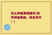 怎么种植黄精图片(如何种植黄精，简单易学！)