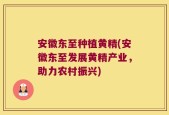 安徽东至种植黄精(安徽东至发展黄精产业，助力农村振兴)