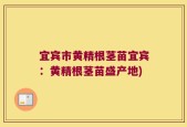 宜宾市黄精根茎苗宜宾：黄精根茎苗盛产地)
