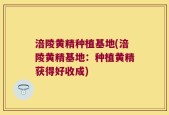 涪陵黄精种植基地(涪陵黄精基地：种植黄精获得好收成)