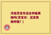 河南灵宝市适合种植黄精吗(灵宝市：适宜黄精种植？)