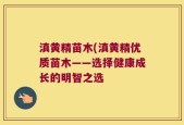 滇黄精苗木(滇黄精优质苗木——选择健康成长的明智之选