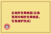 云南野生黄精苗(云南发现珍稀野生黄精苗，引发保护热议)