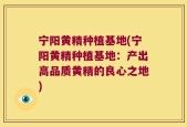 宁阳黄精种植基地(宁阳黄精种植基地：产出高品质黄精的良心之地)
