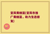 宜宾黄精苗(宜宾市推广黄精苗，助力生态修复)