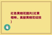 红色黄精花图片(红黄相映，美丽黄精花绽放)