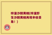 梓潼沙棘黄精(梓潼野生沙棘黄精再现丰收景象！)