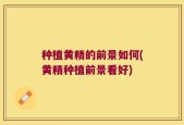 种植黄精的前景如何(黄精种植前景看好)