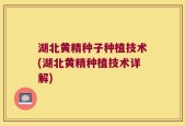 湖北黄精种子种植技术(湖北黄精种植技术详解)