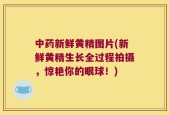 中药新鲜黄精图片(新鲜黄精生长全过程拍摄，惊艳你的眼球！)