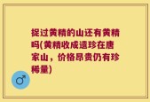 捉过黄精的山还有黄精吗(黄精收成遗珍在唐家山，价格昂贵仍有珍稀量)
