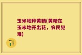 玉米地种黄精(黄精在玉米地开出花，农民犯难)