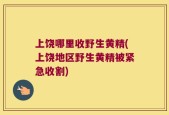 上饶哪里收野生黄精(上饶地区野生黄精被紧急收割)