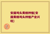 安国鸡头黄精种植(安国黄精鸡头种植产业兴旺)
