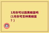 1月份可以栽黄精苗吗(1月份可否种黄精苗？)