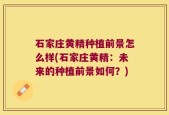 石家庄黄精种植前景怎么样(石家庄黄精：未来的种植前景如何？)