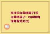 四川乐山黄精苗子(乐山黄精苗子：珍稀植物保育备受关注)