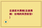 云县巨大黄精(云县黄精：壮观的天然巨型！)