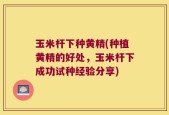玉米杆下种黄精(种植黄精的好处，玉米杆下成功试种经验分享)