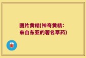 图片黄精(神奇黄精：来自东亚的著名草药)