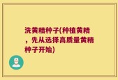 洗黄精种子(种植黄精，先从选择高质量黄精种子开始)