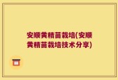 安顺黄精苗栽培(安顺黄精苗栽培技术分享)