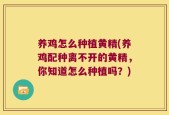 养鸡怎么种植黄精(养鸡配种离不开的黄精，你知道怎么种植吗？)