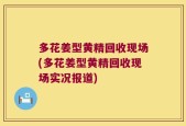 多花姜型黄精回收现场(多花姜型黄精回收现场实况报道)