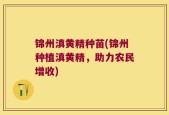 锦州滇黄精种苗(锦州种植滇黄精，助力农民增收)