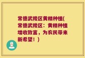 常德武陵区黄精种植(常德武陵区：黄精种植增收致富，为农民带来新希望！)