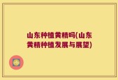 山东种植黄精吗(山东黄精种植发展与展望)