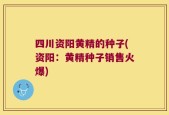 四川资阳黄精的种子(资阳：黄精种子销售火爆)