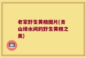 老家野生黄精图片(青山绿水间的野生黄精之美)