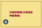 沙地种黄精(沙漠深处种植黄精)