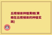 丘陵梯田种植黄精(黄精在丘陵梯田的种植实践)