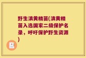 野生滇黄精苗(滇黄精苗入选国家二级保护名录，呼吁保护野生资源)