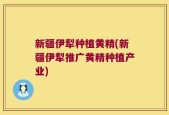 新疆伊犁种植黄精(新疆伊犁推广黄精种植产业)