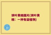 狭叶黄精图片(狭叶黄精：一种有益植物)