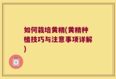 如何栽培黄精(黄精种植技巧与注意事项详解)