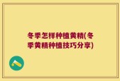 冬季怎样种植黄精(冬季黄精种植技巧分享)