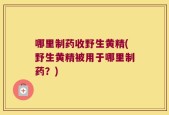 哪里制药收野生黄精(野生黄精被用于哪里制药？)