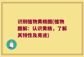 识别植物黄精图(植物图解：认识黄精，了解其特性及用途)
