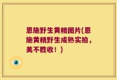 恩施野生黄精图片(恩施黄精野生成熟实拍，美不胜收！)