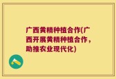 广西黄精种植合作(广西开展黄精种植合作，助推农业现代化)